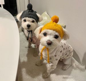 ITZYチェリョンの愛犬